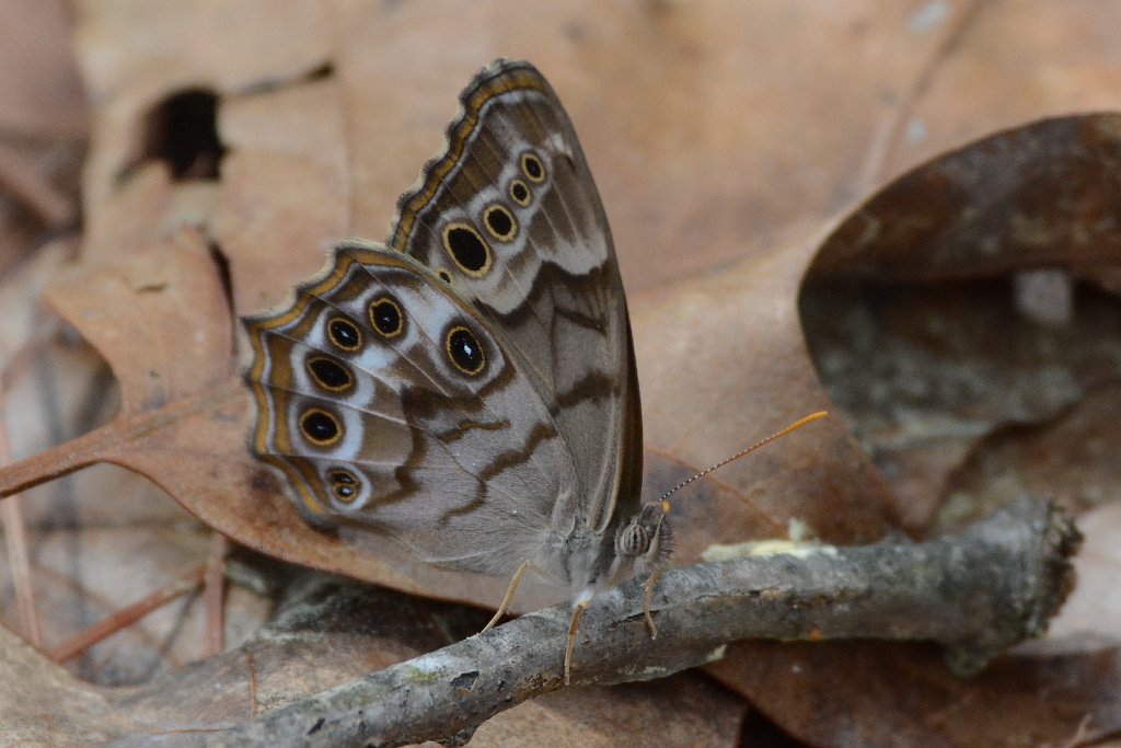 166 2016-04015967 Weymouth Woods, NC.JPG - Southern Pearly-eye Butterfly (Enodia portlandia). Weymouth Woods, NC, 4-1-2016